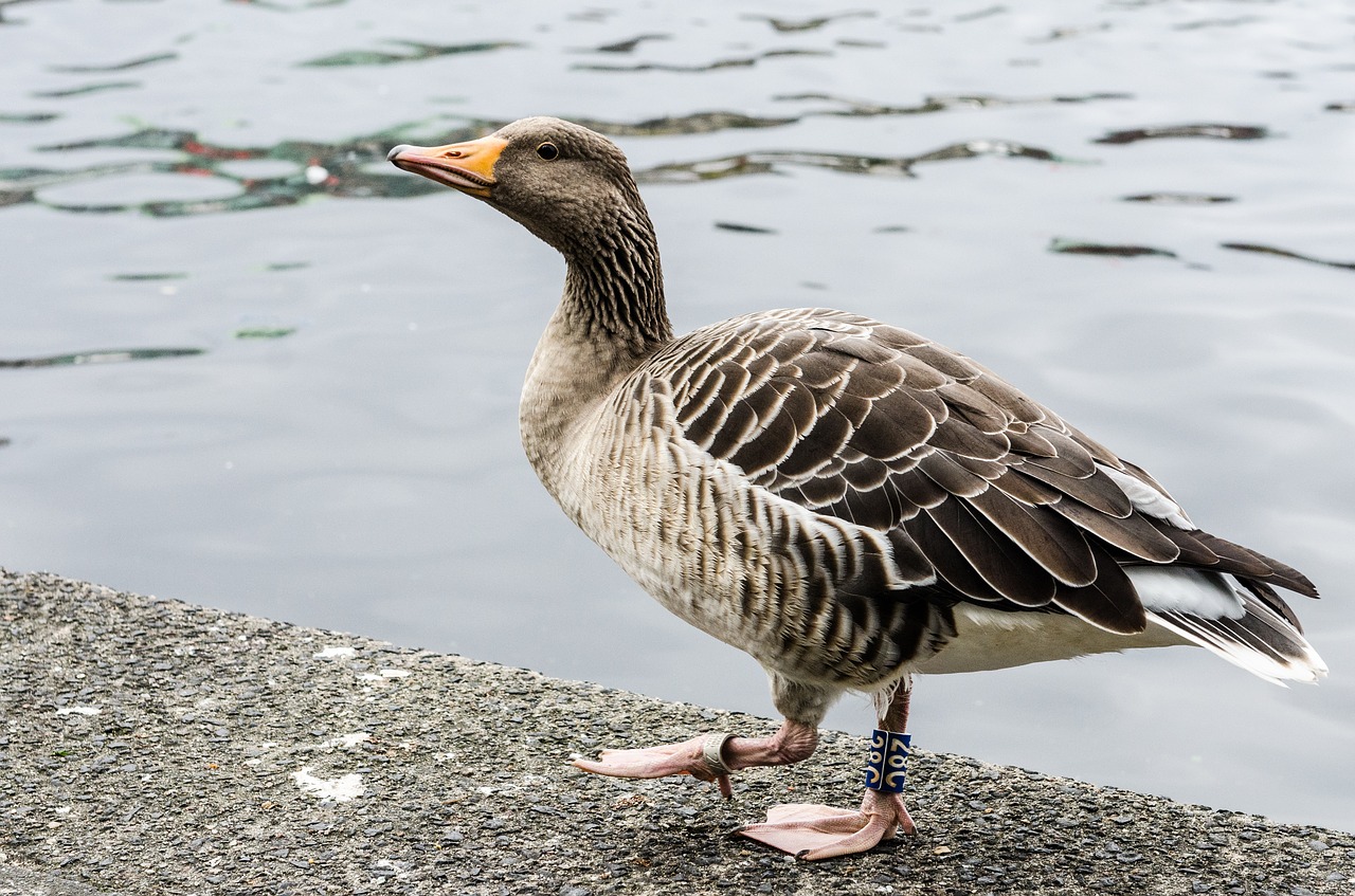 Image - goose city water urban animal