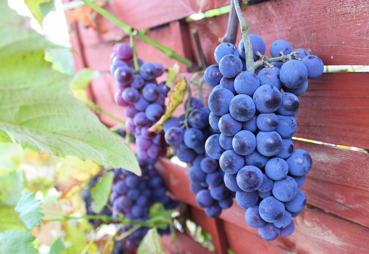 Image - grapes autumn fruit garden nature