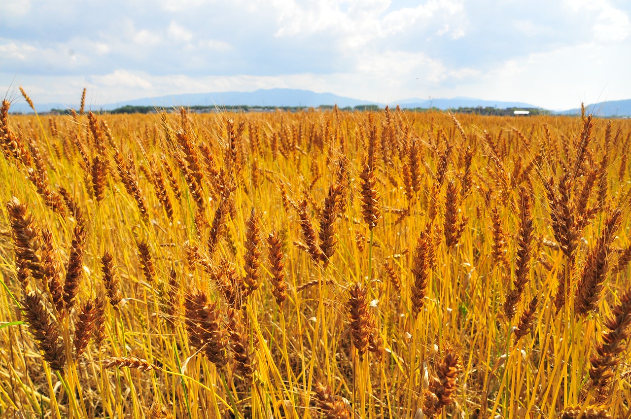 Image - wheat field wide barley