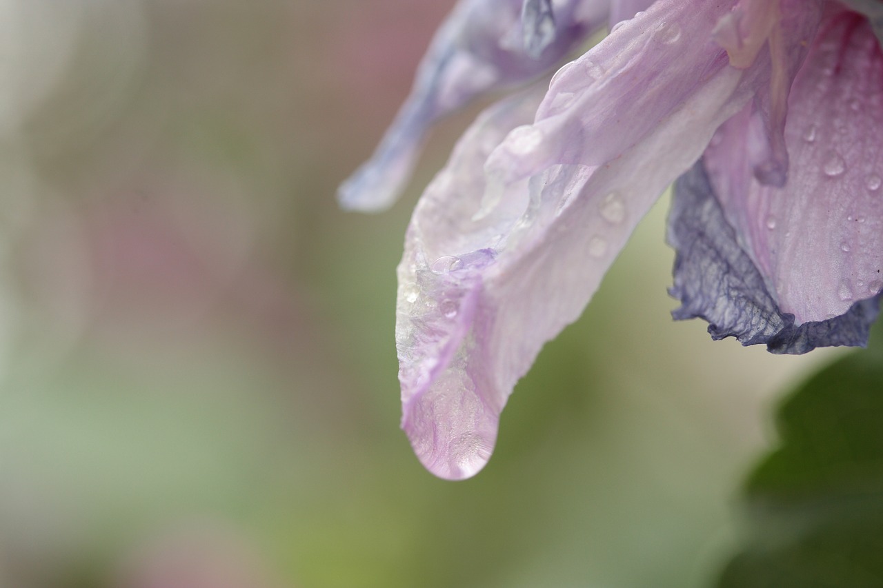 Image - flower fresh summer spring flowers