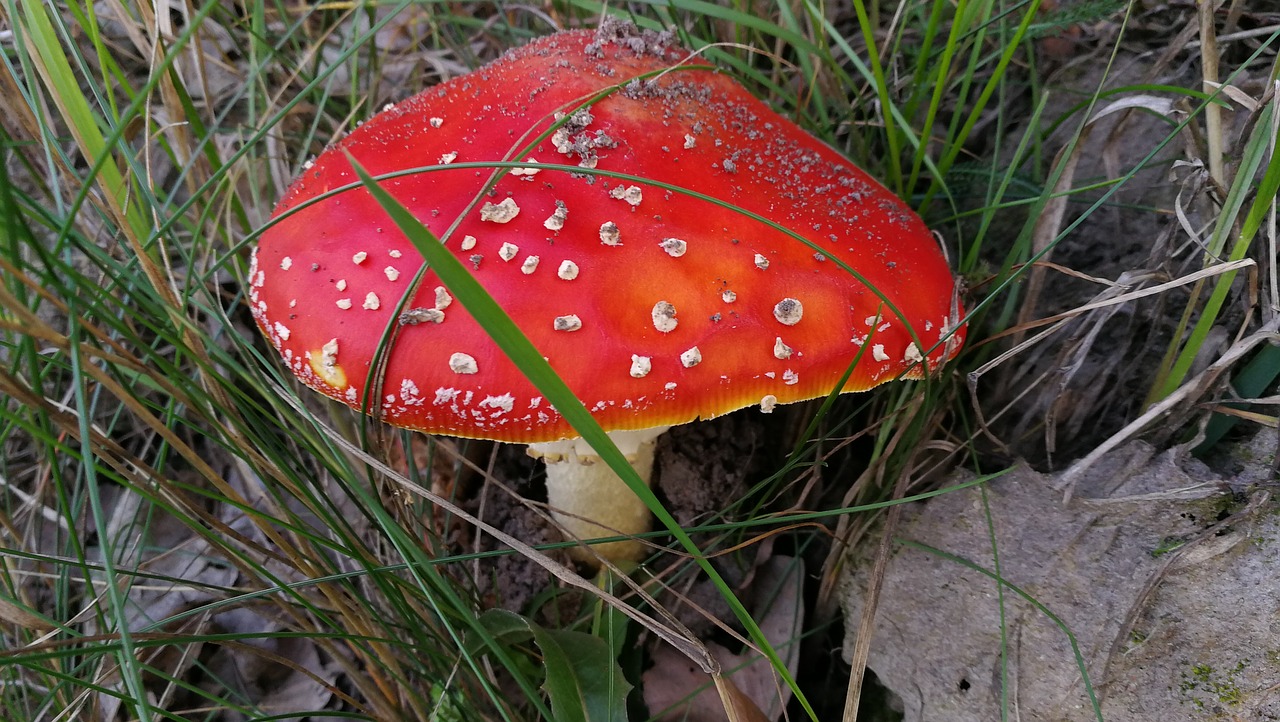 Image - amanita mushroom forest mashroom