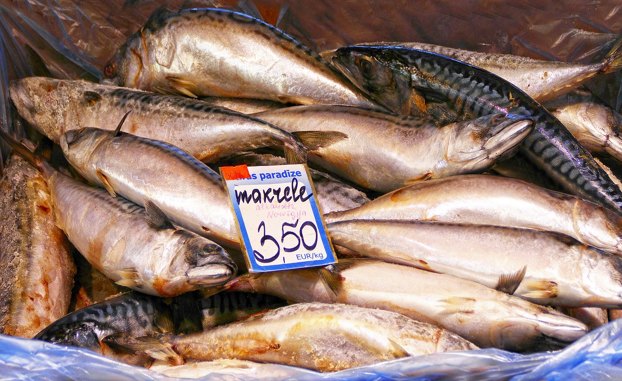 Image - fish mackerel freshly caught