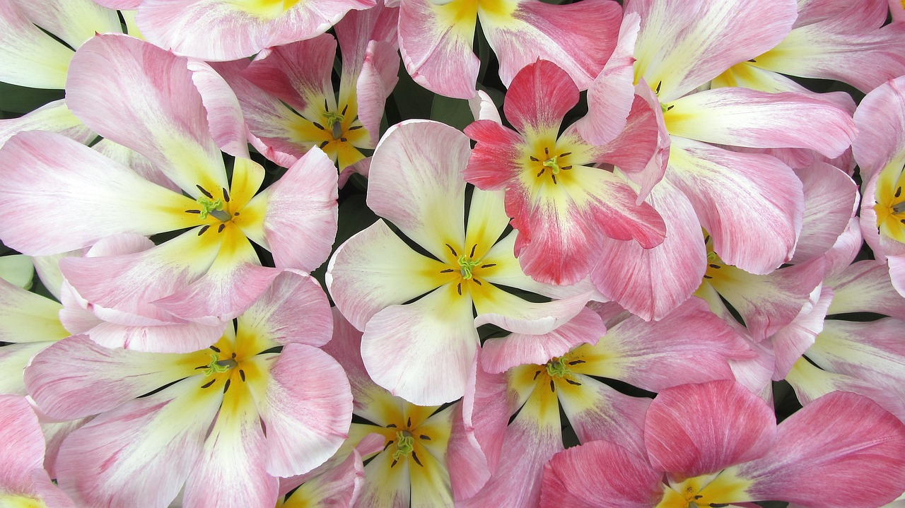 Image - tulips tulip romantic pink bouquet