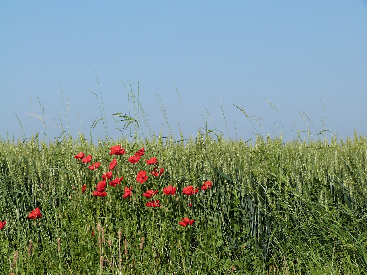 Image - field wheat epi poppy cultures