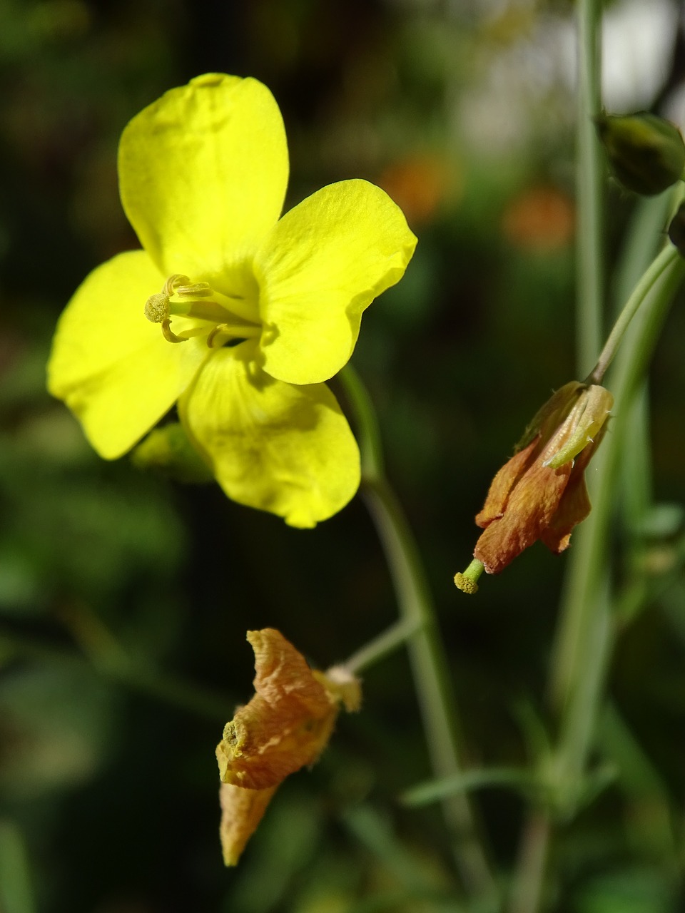 Image - rocket arugula salad rocket flower