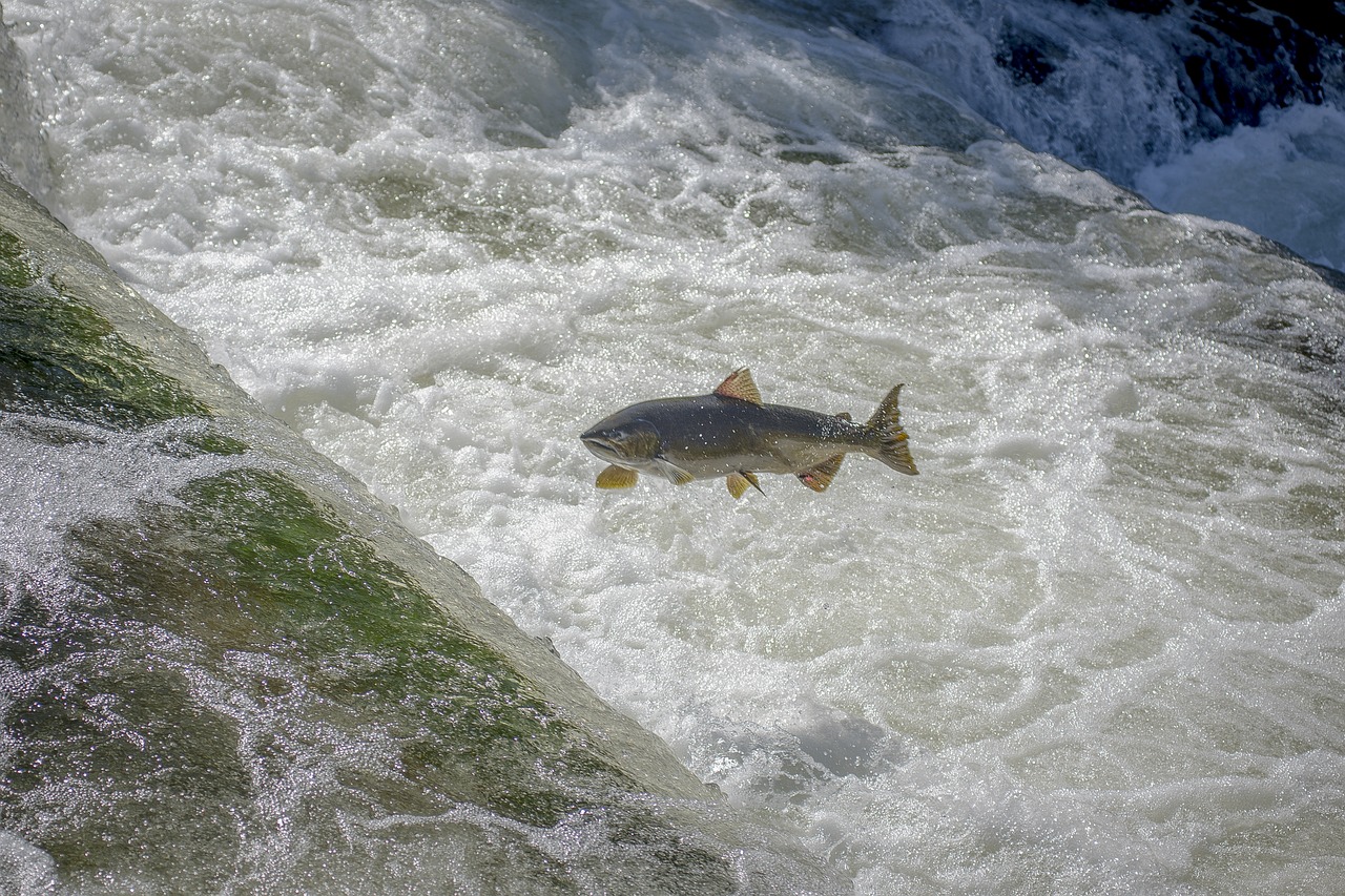 Image - salmon fish waterfall stream