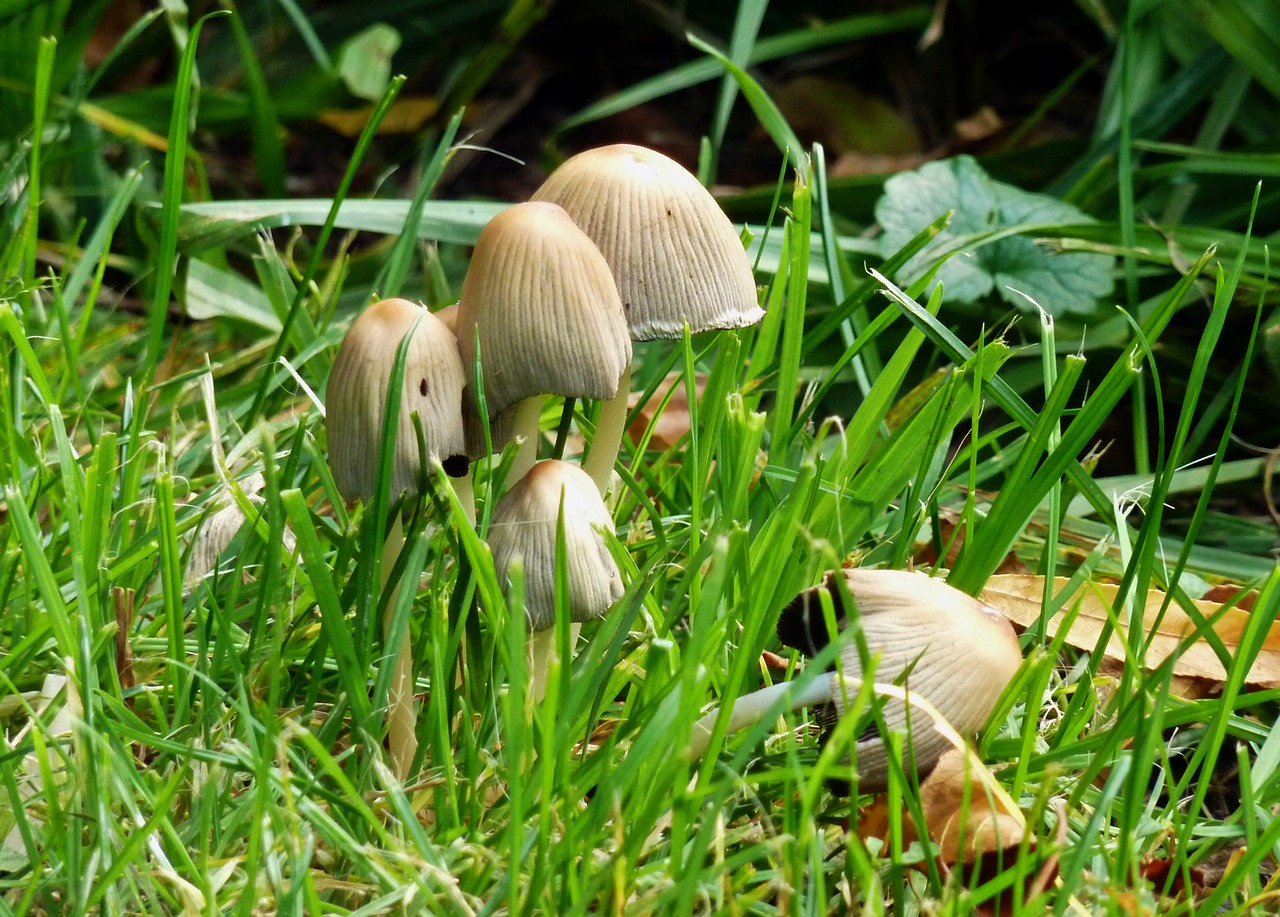 Image - mushrooms autumn nature