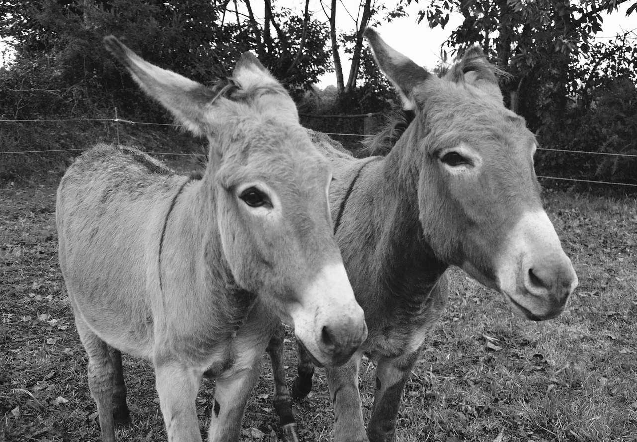 Image - donkeys photo black white portrait