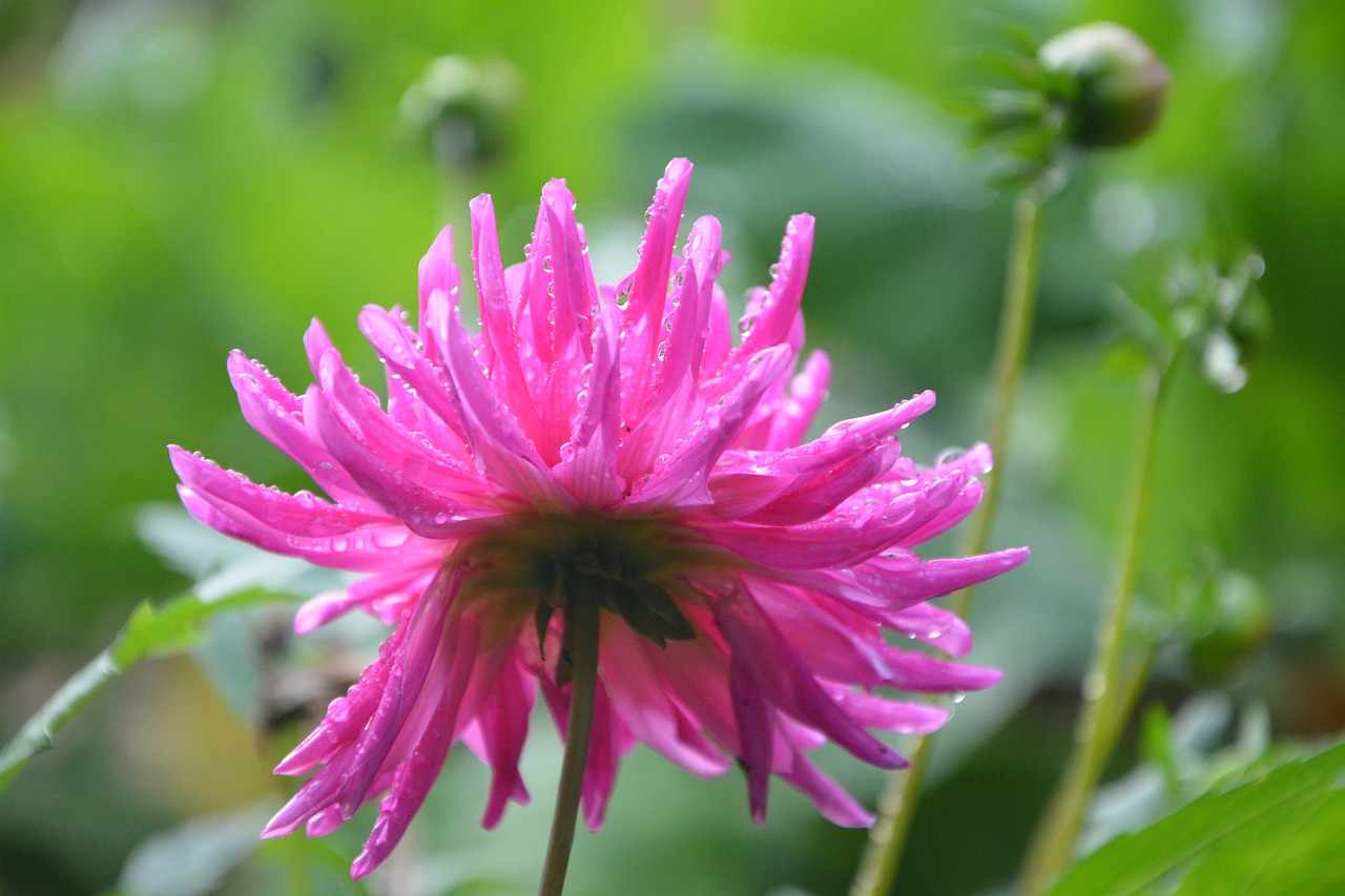 Image - flowers buttons flowers buds nature