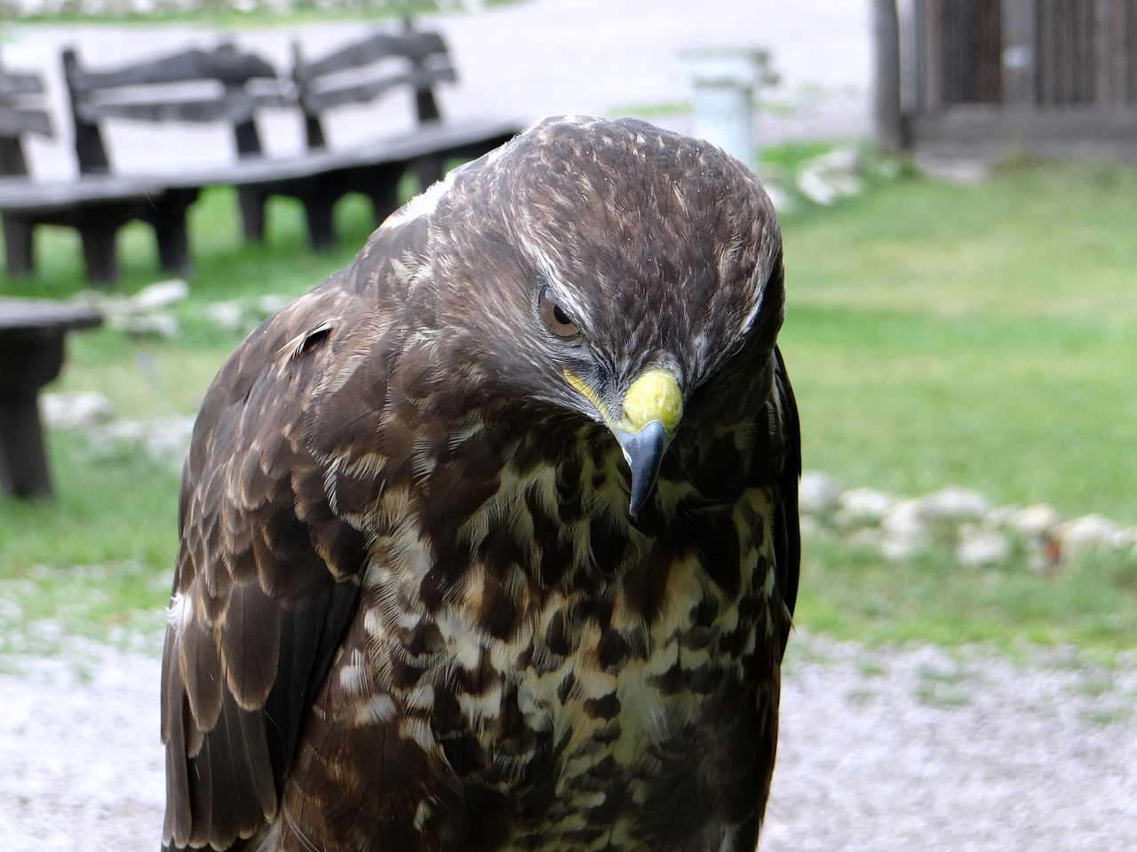Image - hawk sadness claws beak