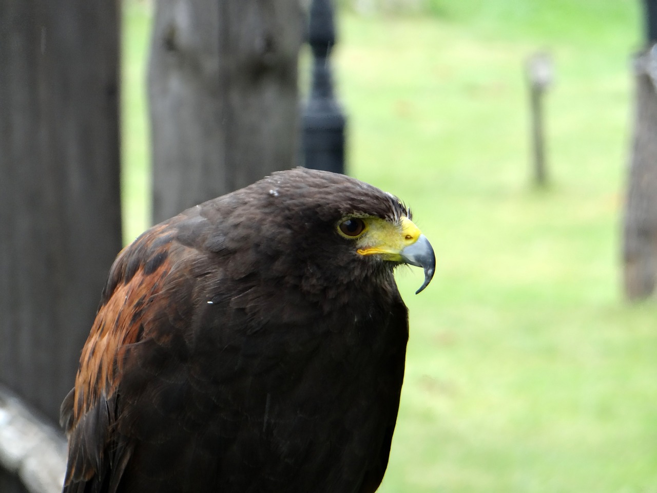 Image - hawk claws beak bird of prey eyes