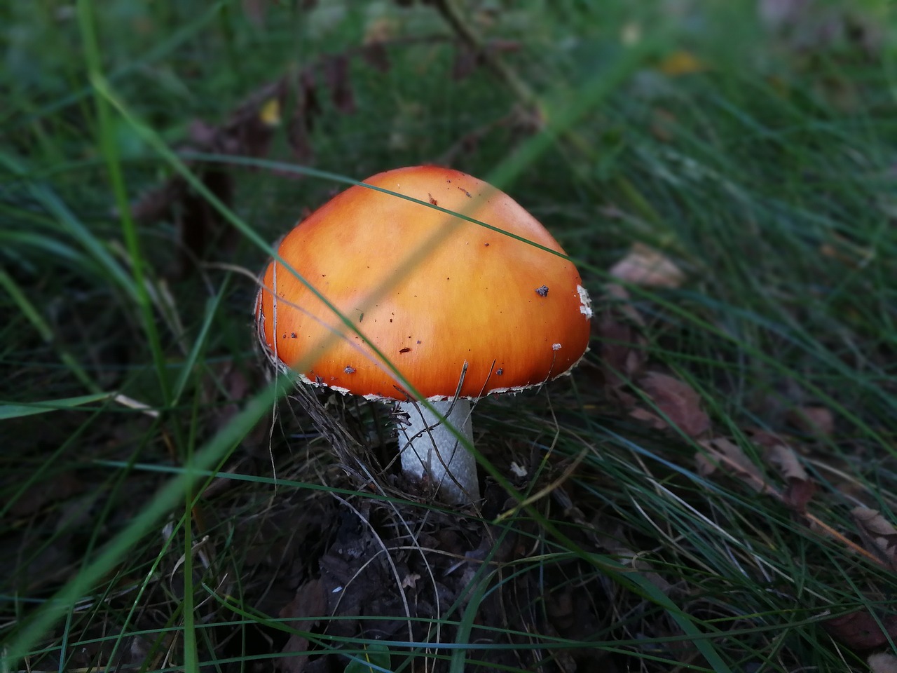 Image - mushroom autumn nature no one food