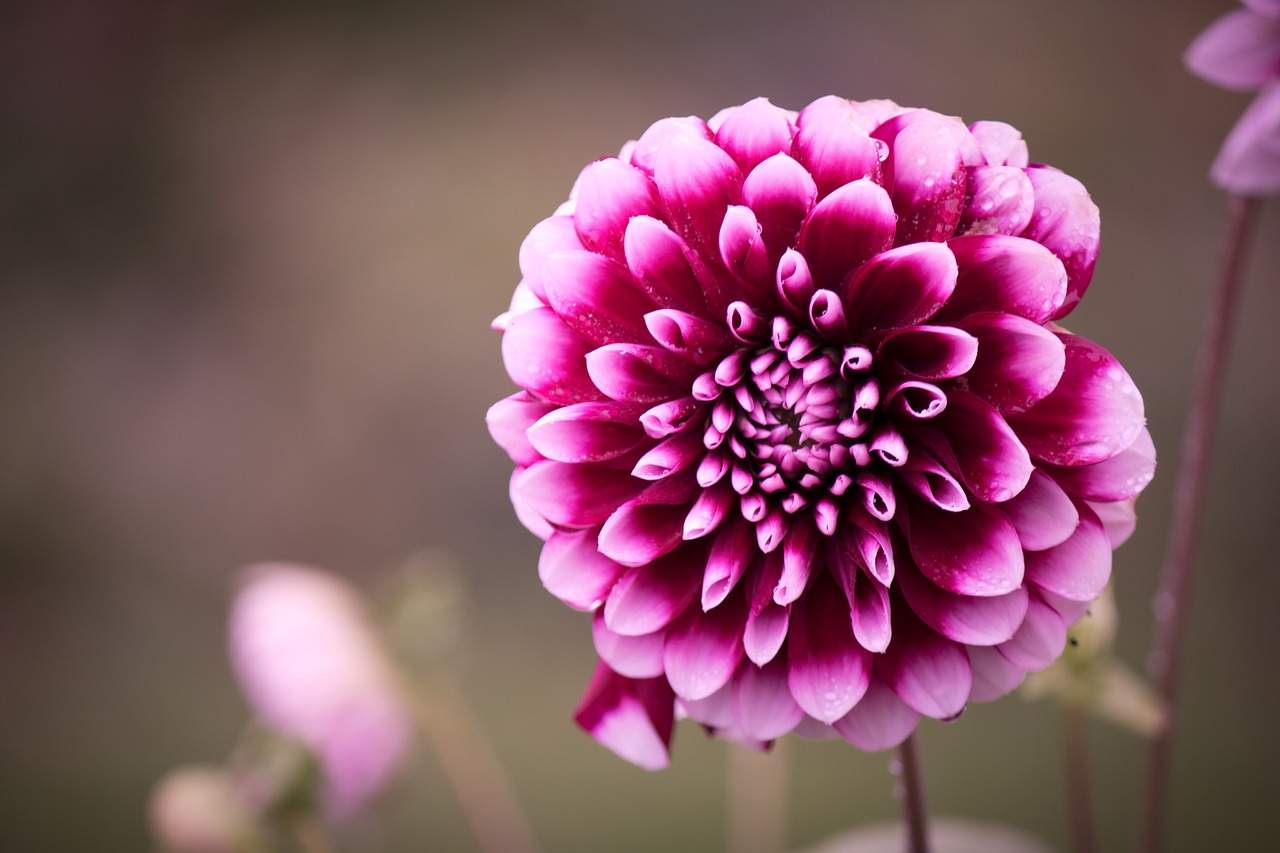 Image - dahlias dahlia composites