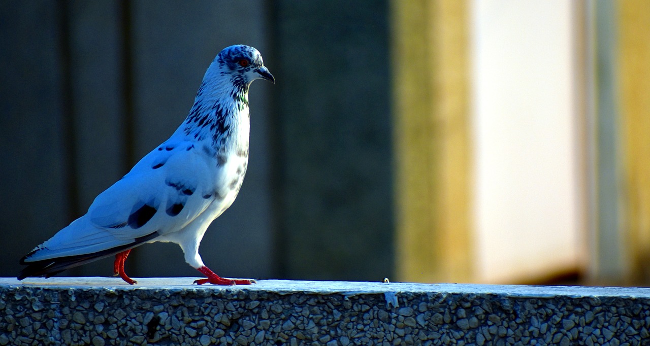 Image - white pigeon grey and white