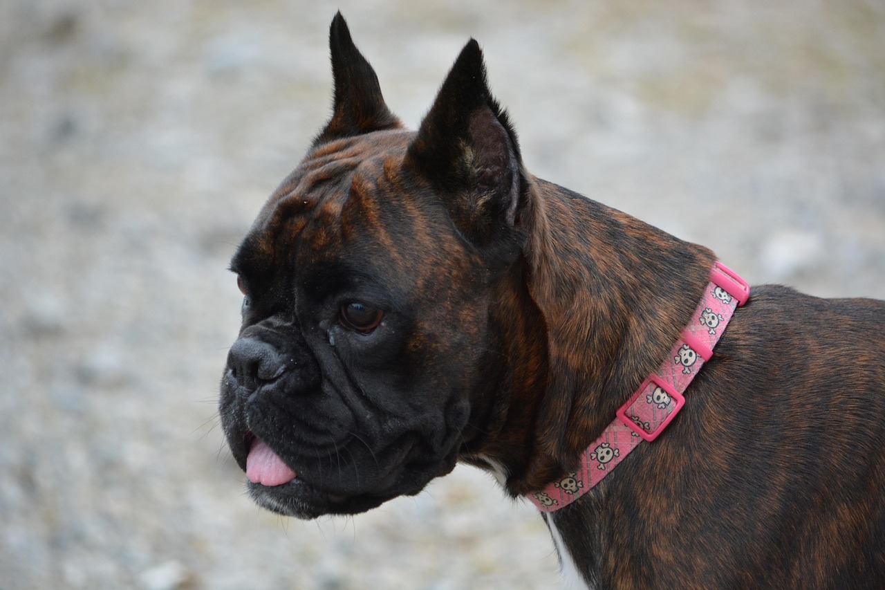 Image - dog boxer pet animal cute puppy