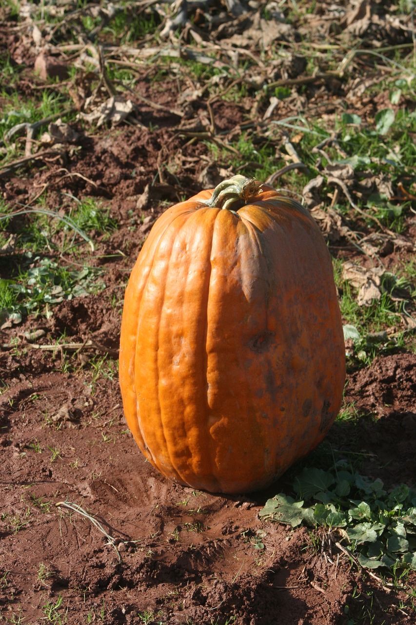 Image - pumpkin field autumn halloween