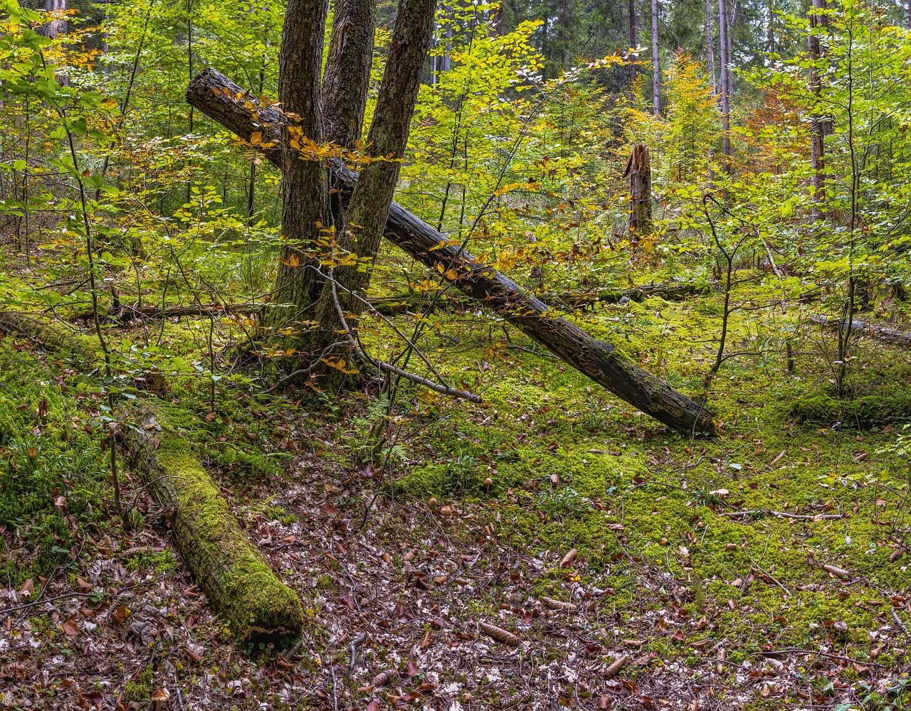 Image - forest forest floor overgrown