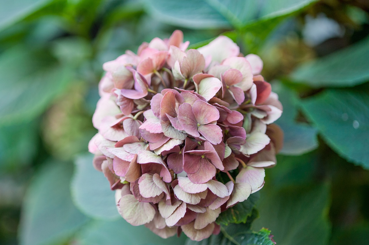 Image - hydrangea greenhouse hydrangea