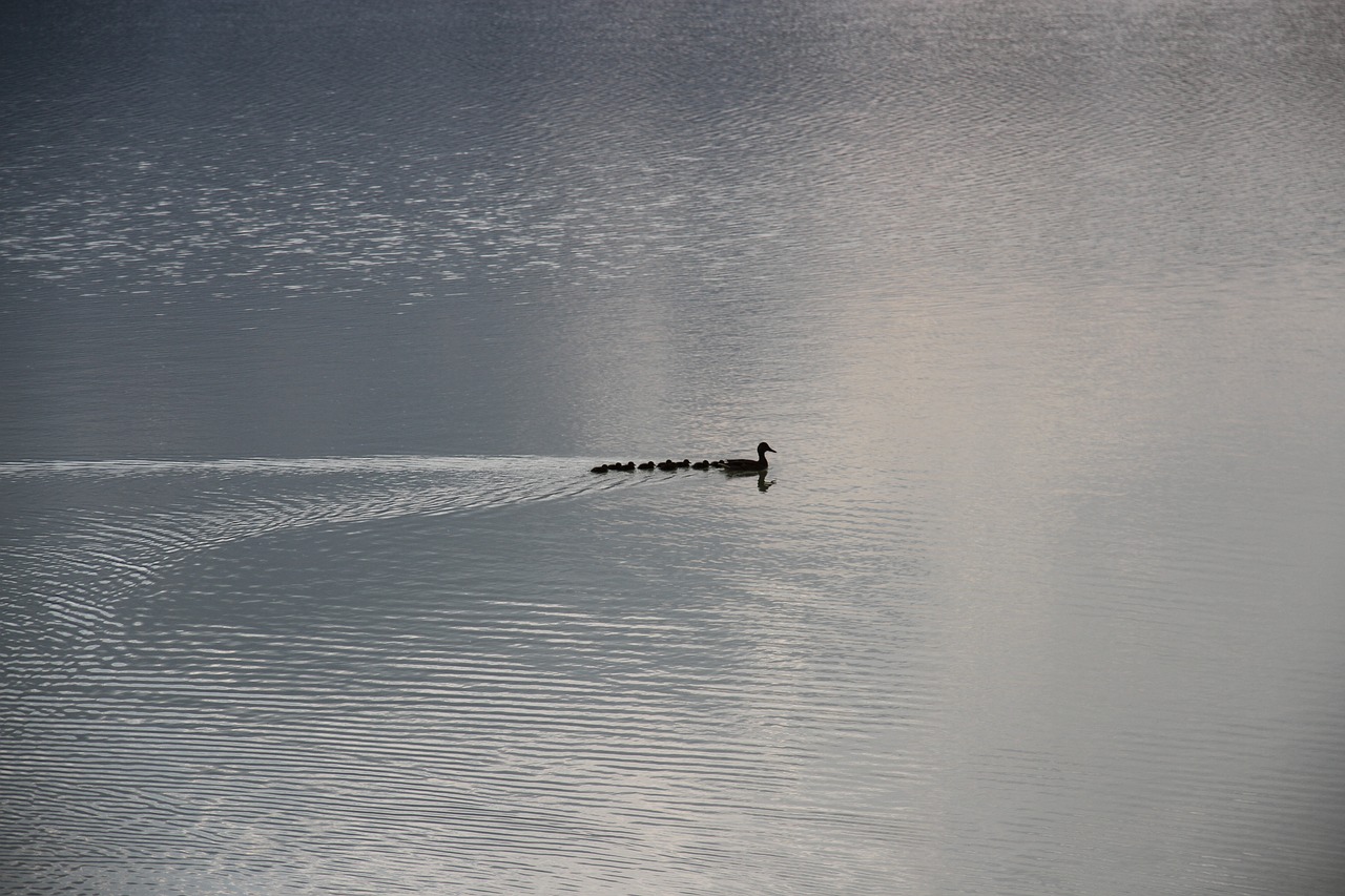 Image - duck family river lake duck bird