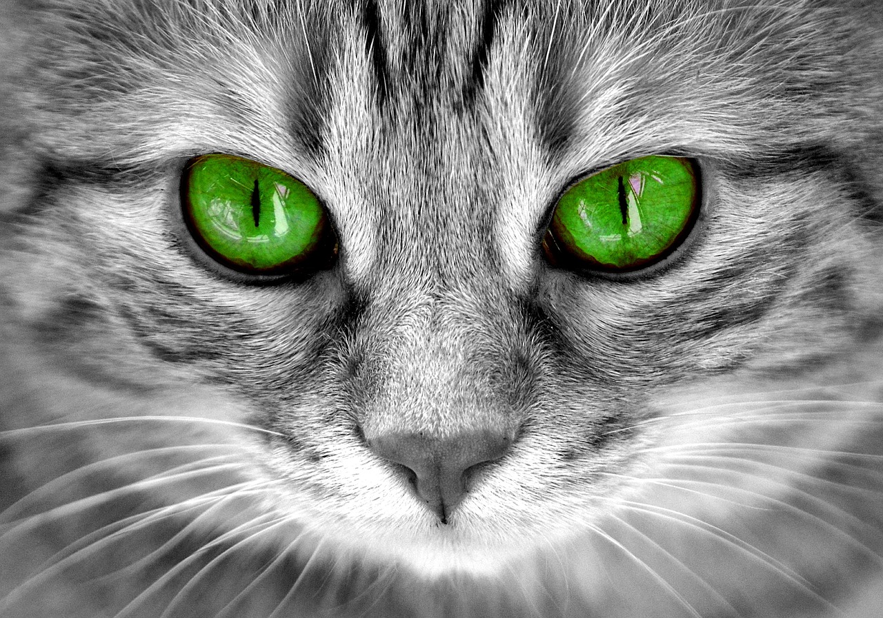 Image - cat eyes cat s eyes face tiger