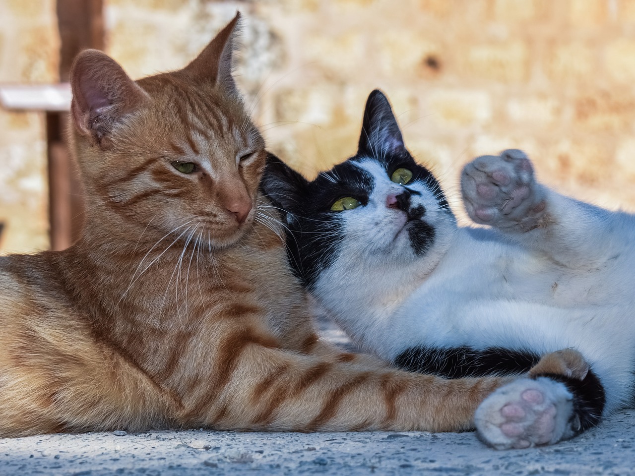 Image - cats playing outdoor animal kitten