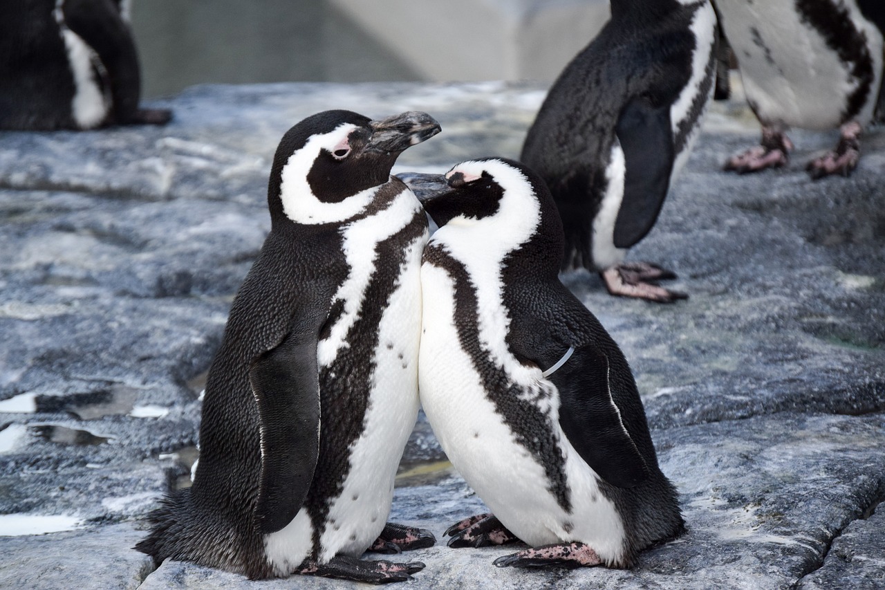 Image - penguins together close zoo