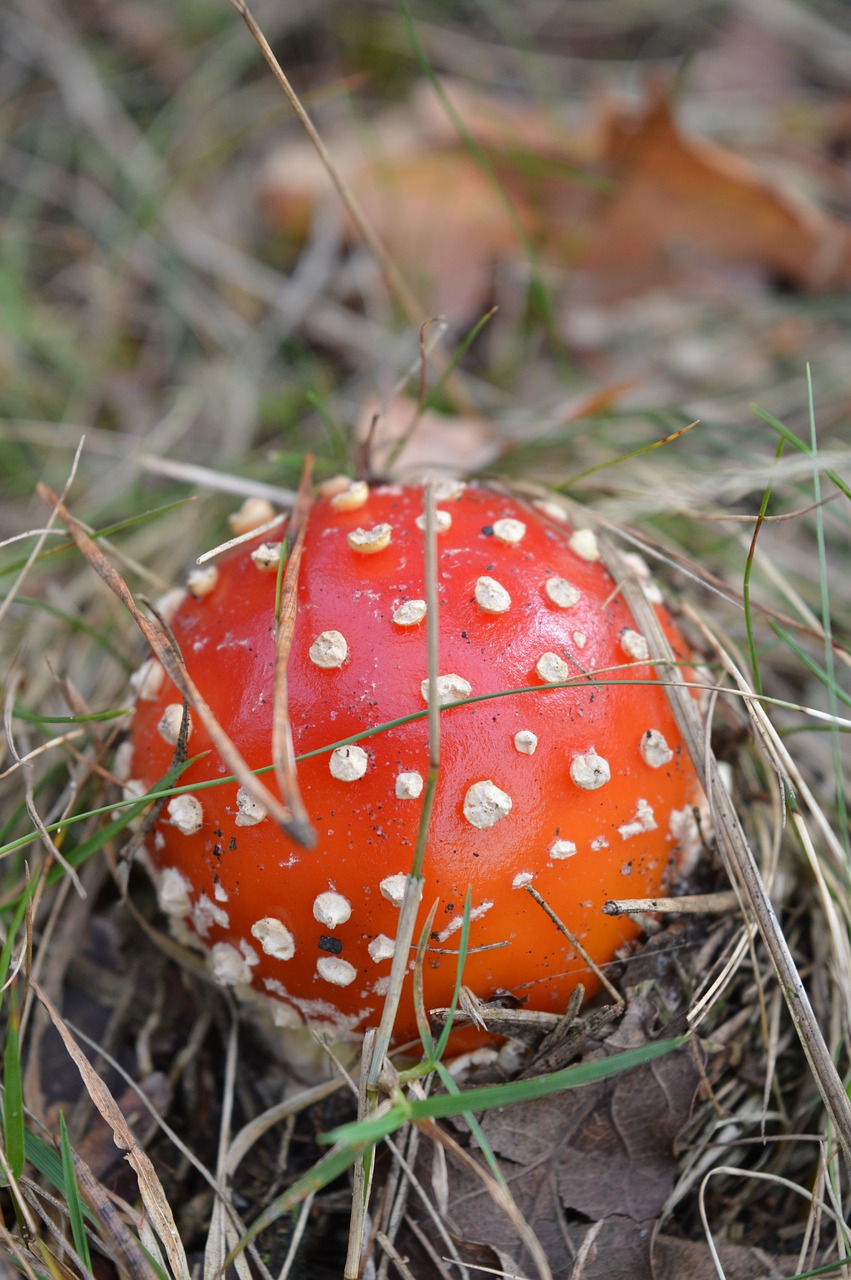 Image - fly agaric mushroom autumn forest
