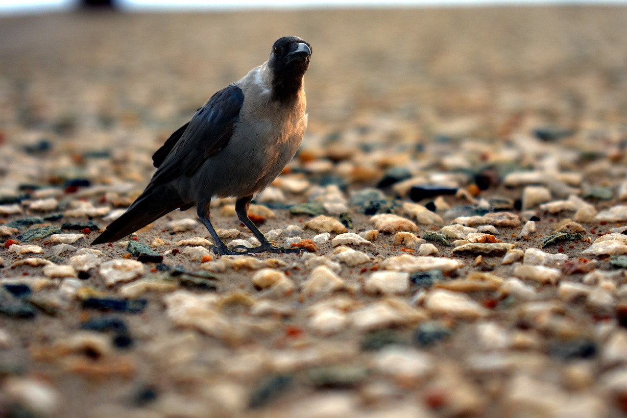 Image - crow on rocky surface corvus bird
