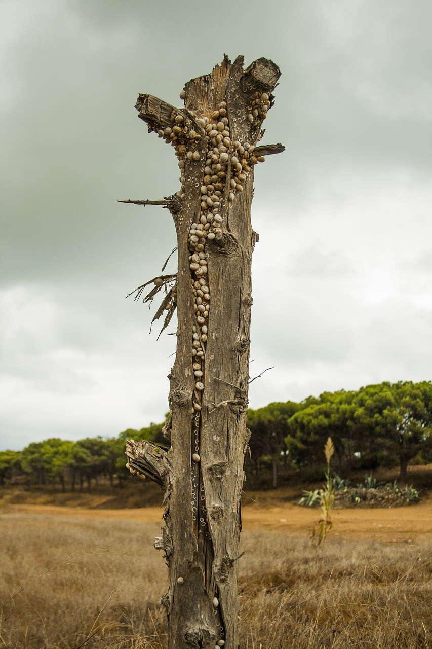 Image - snails tree stump bark field