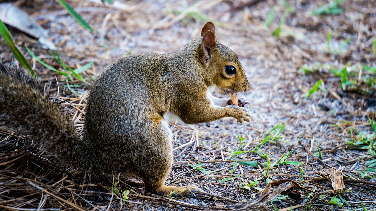 Image - squirrel peanuts animal nature eat