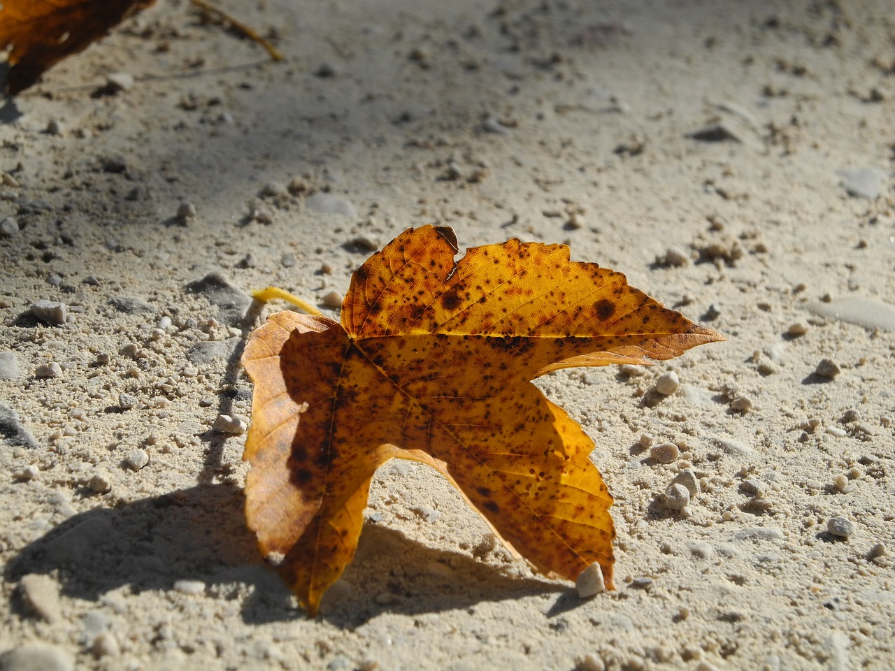 Image - leaf brown yellow autumn fallen