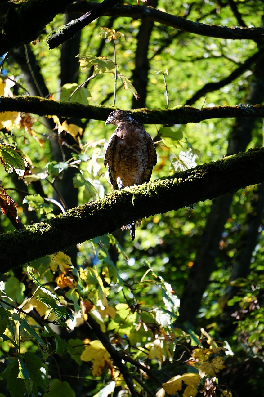 Image - buzzard redhead buzzards