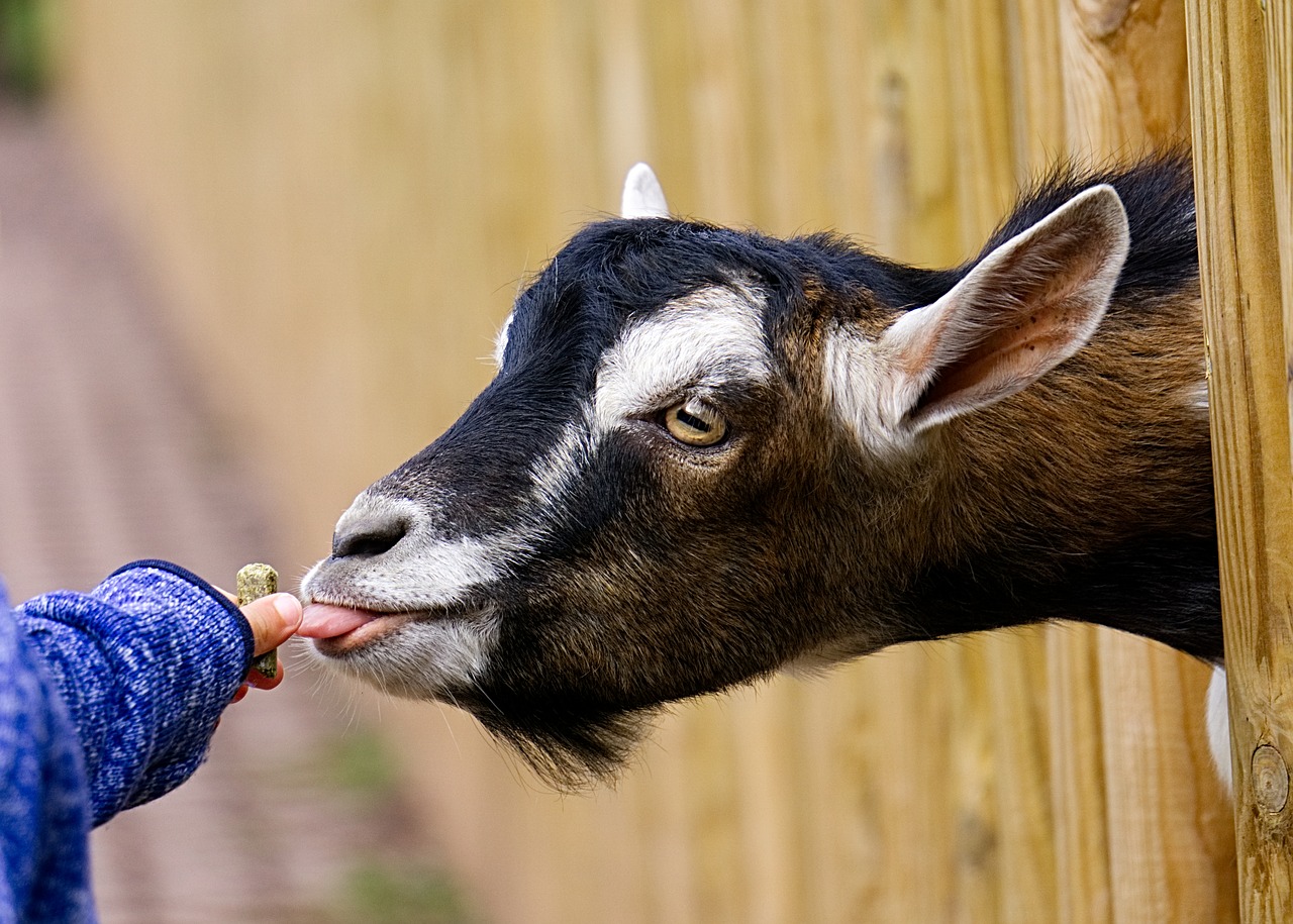 Image - goat feeding feed child hand