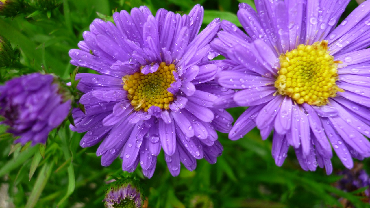 Image - aster flower blue blossom bloom