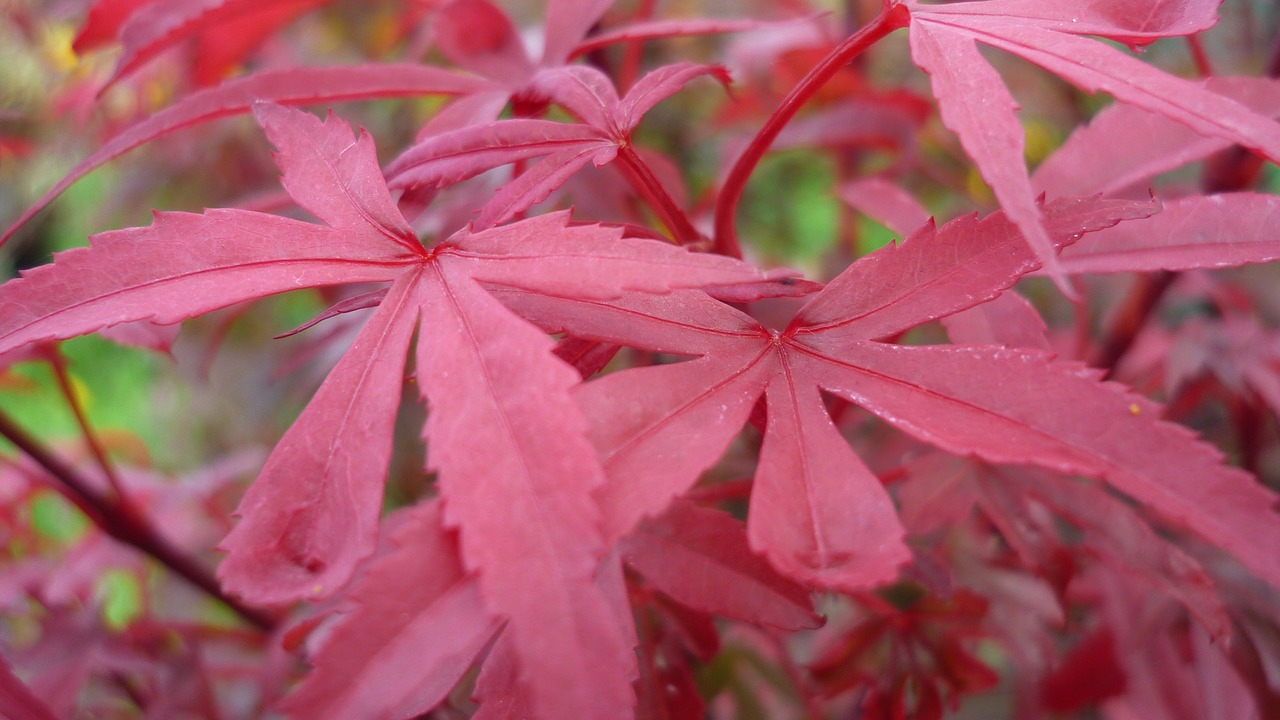 Image - japanese maple fall color leaves