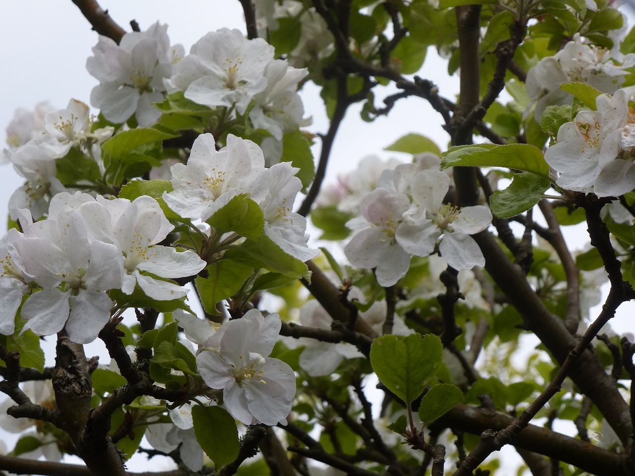 Image - branches apple trees in blossom