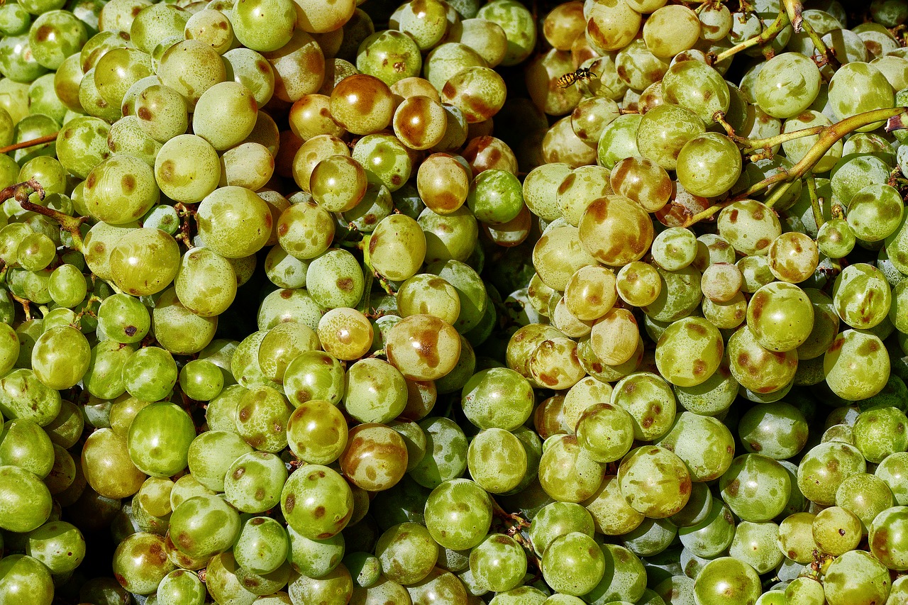 Image - vines grape on the vine grapes