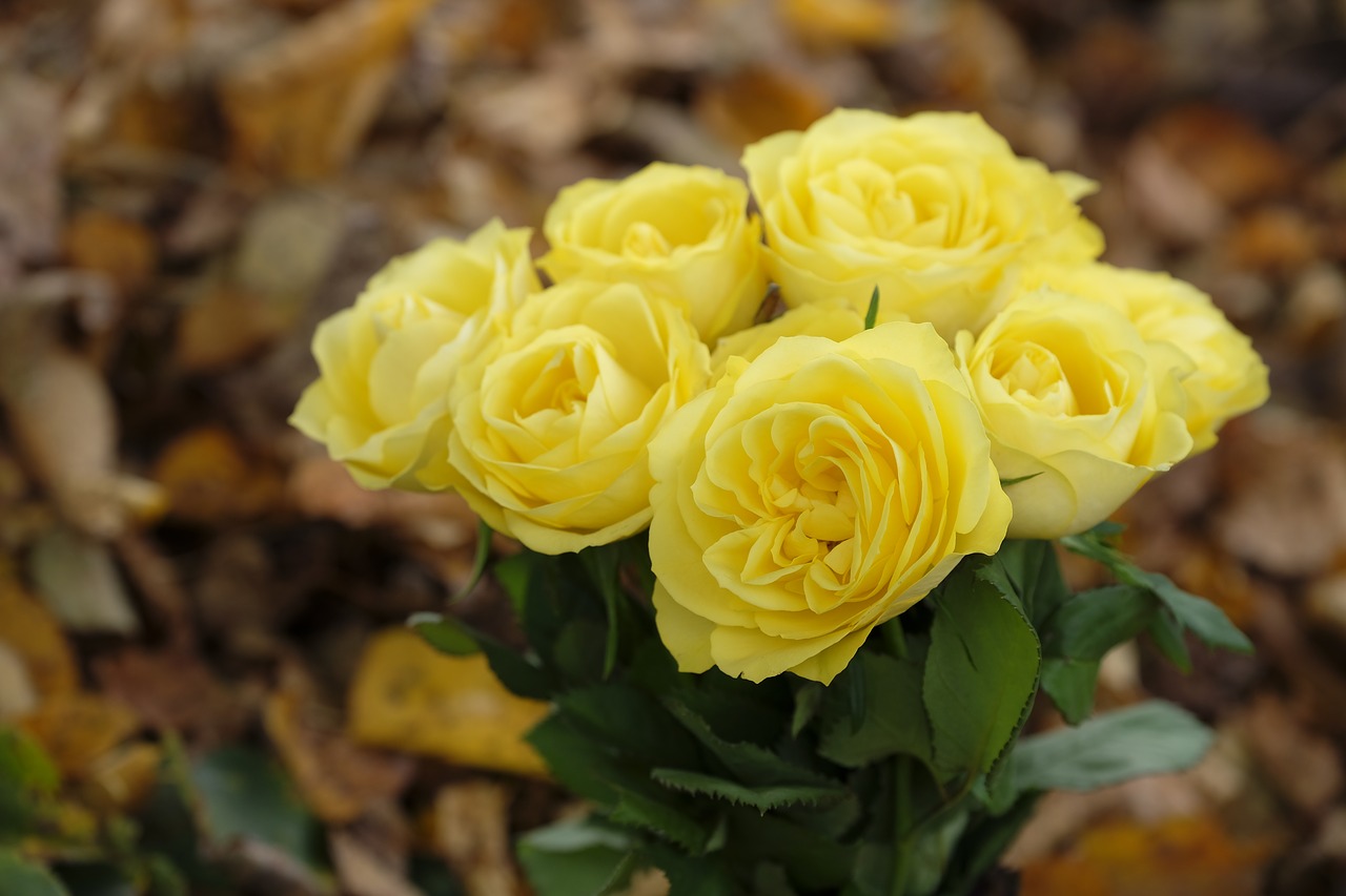 Image - roses flowers bouquet autumn