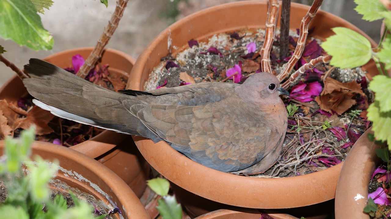 Image - dove bird flower