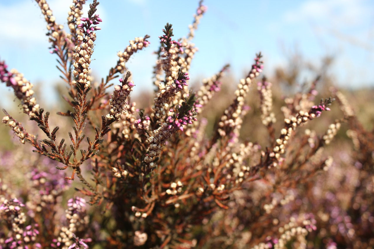 Image - heide plants flowers nature