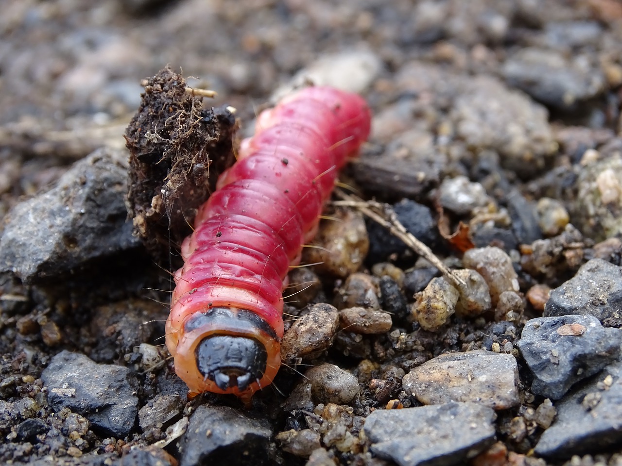 Image - caterpillar the larva pupa