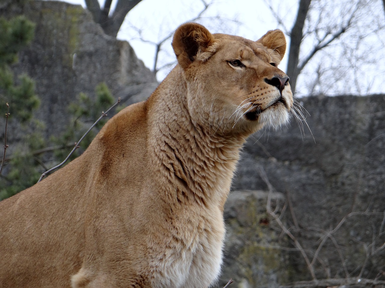 Image - lion feral cat big cat wild animals