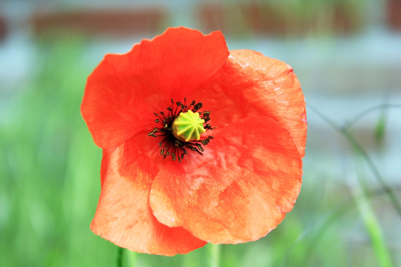 Image - poppy leaves red grass garden