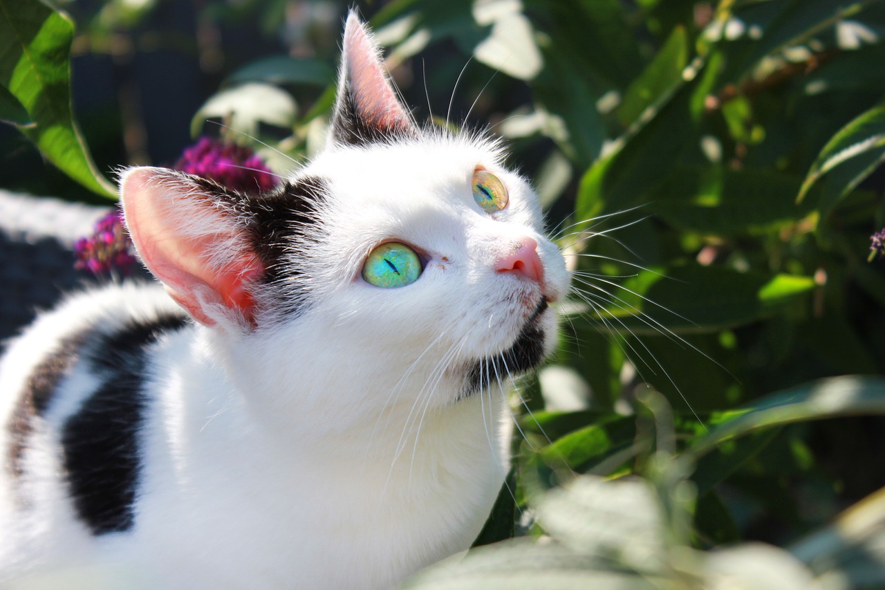 Image - cat plant eyes garden