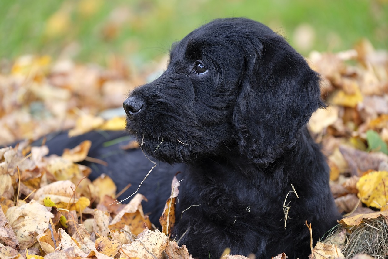 Image - dog puppy labradoodle labrador