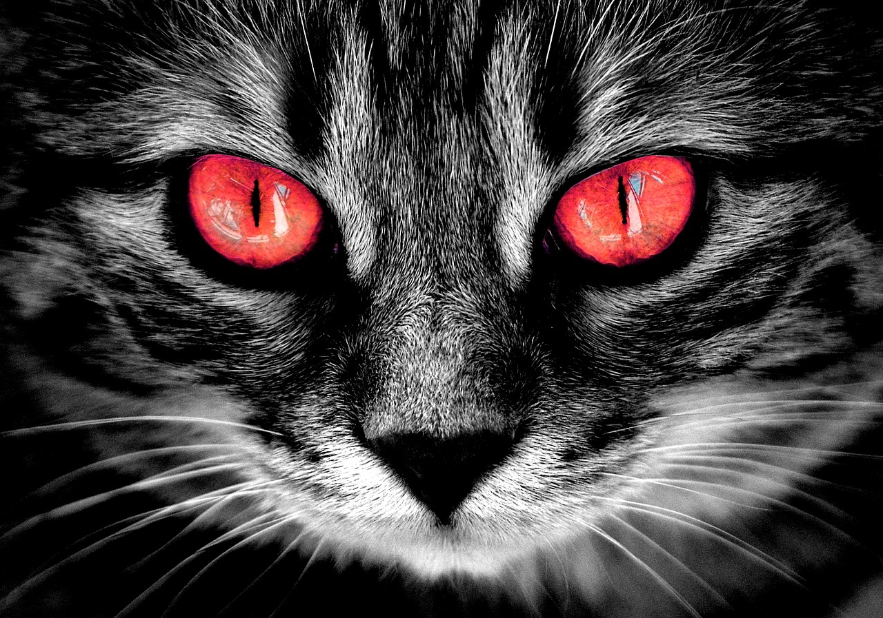 Image - cat creepy fire red eyes weird