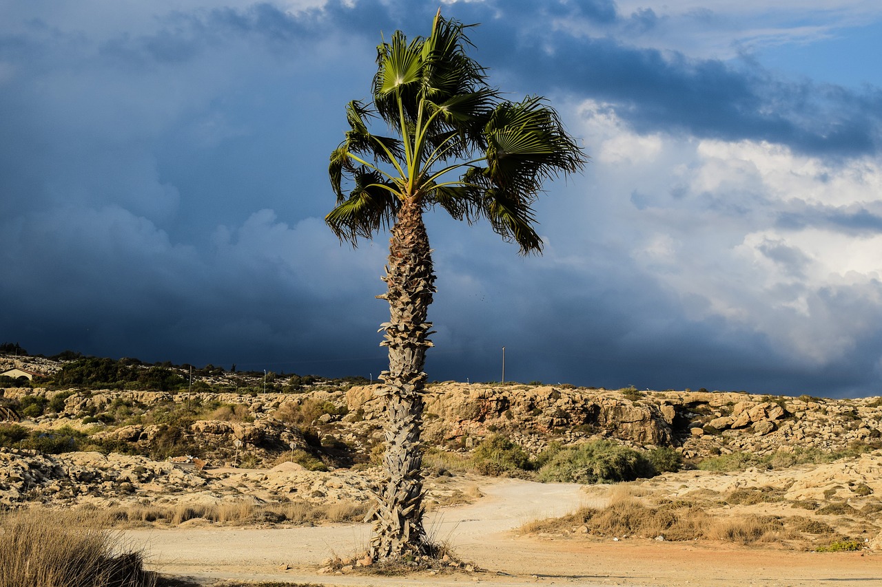 Image - palm tree sky clouds stormy autumn