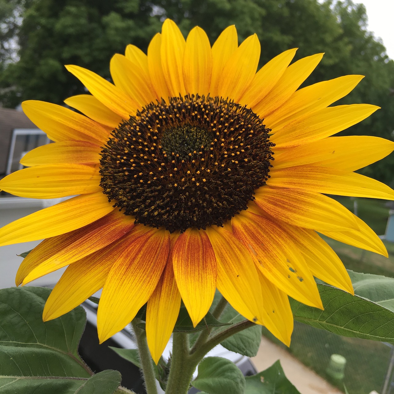 Image - sunflower yellow brown summer