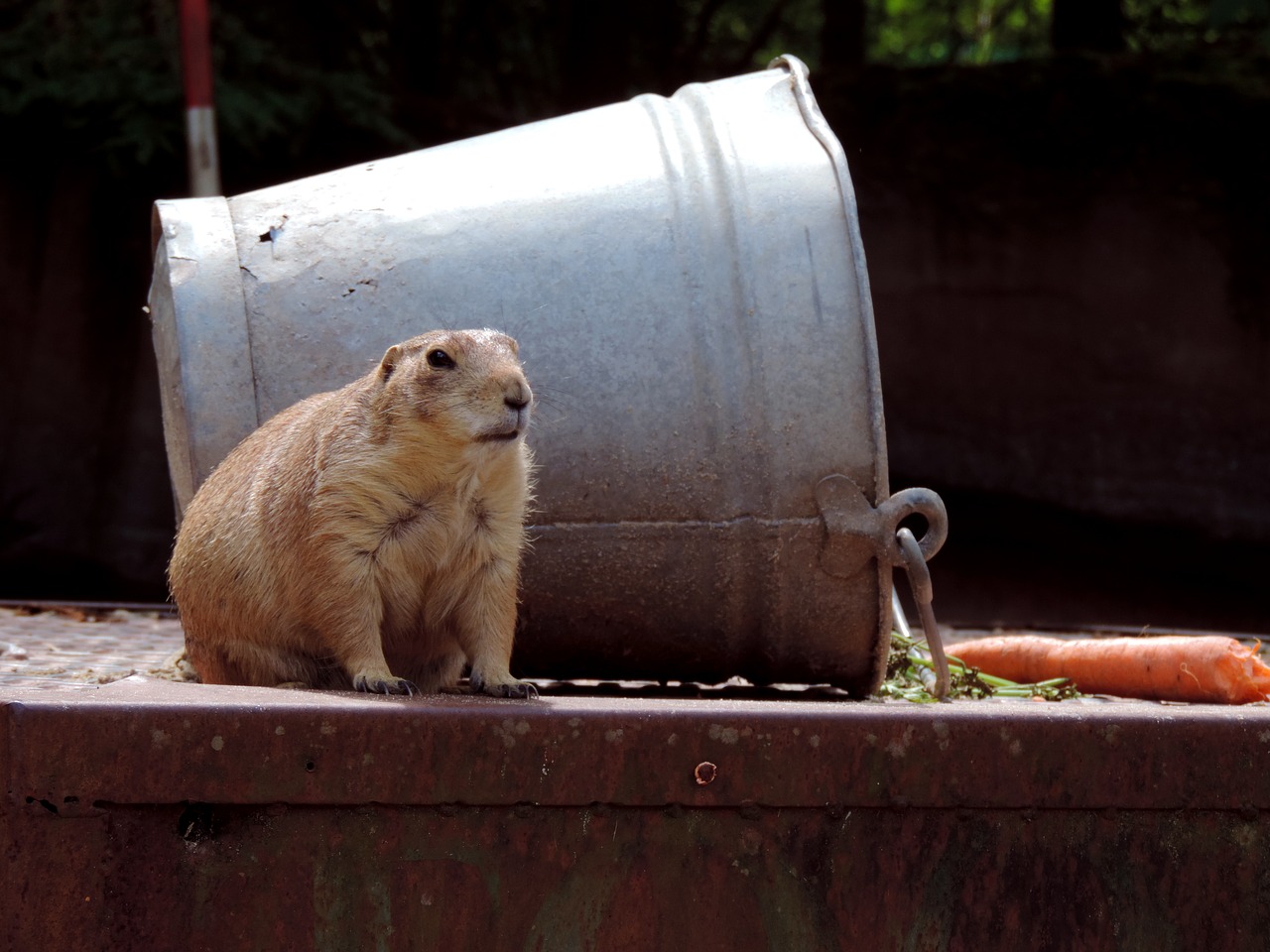 Image - marmot rodent croissant mankei