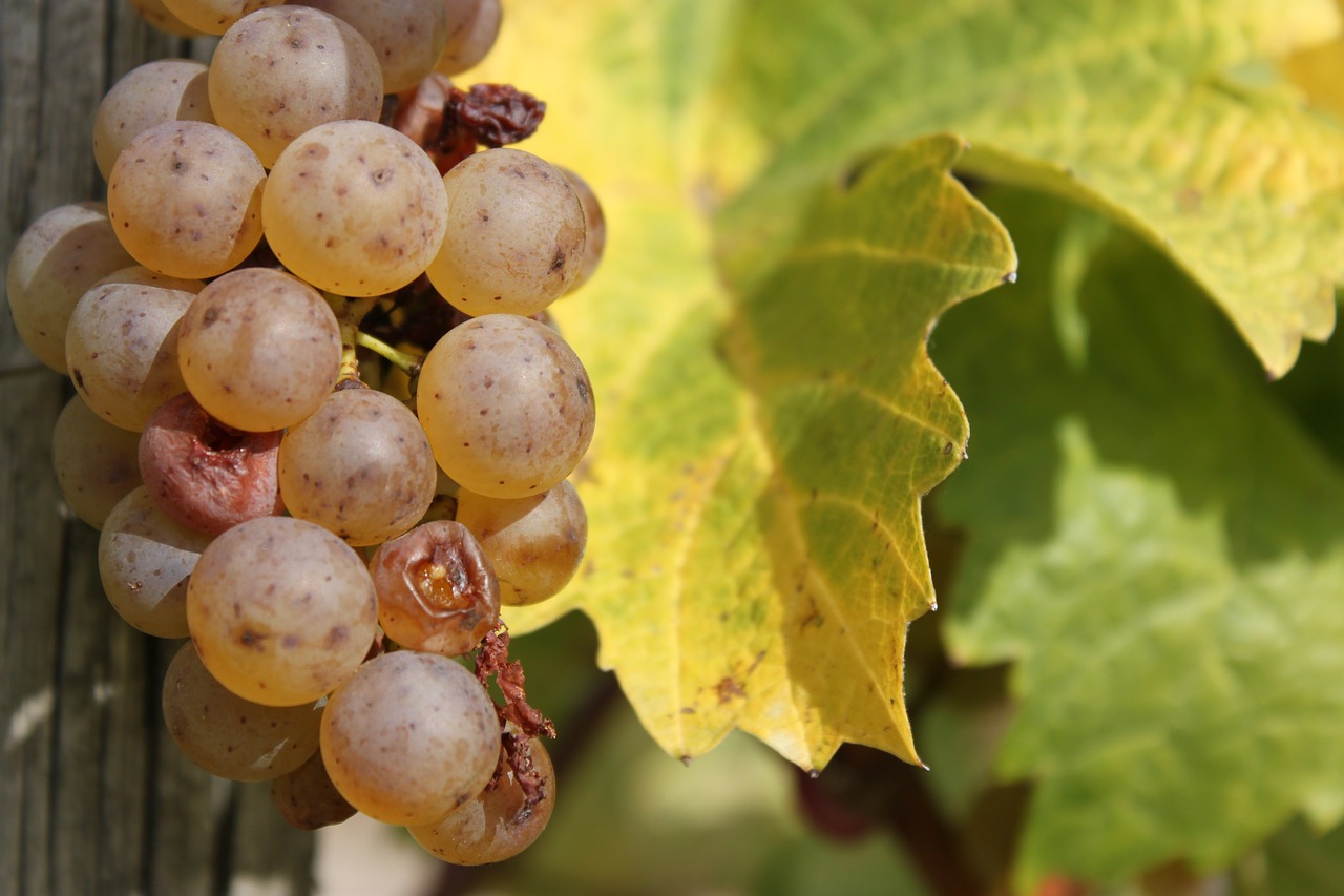 Image - wine vine grapes autumn riesling